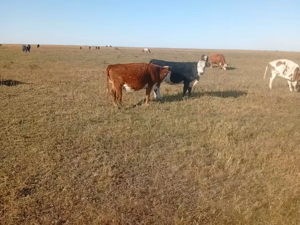 Cow, Simmental cattle — Kazakhstan