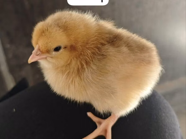 Chickens — 阿塞拜疆