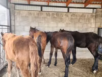 Cavalo, Cavalos — foto 3