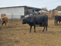 Byk, Russian Black pied cattle — zdjęcie 2