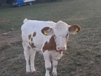Bull, Simmental cattle — photo 2