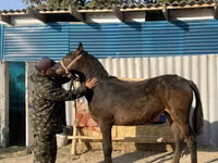 马匹（批次，未指定性别）, Horses — 照片 1