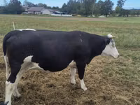 Lo’, Holstein breed — sawirka 7