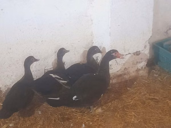Ducks — Азербайджан