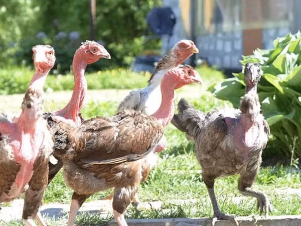 Turkeys