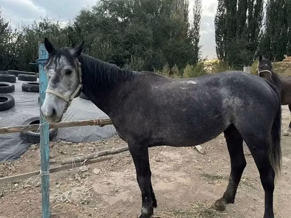 Horse (M), Horses — Kyrgyzstan