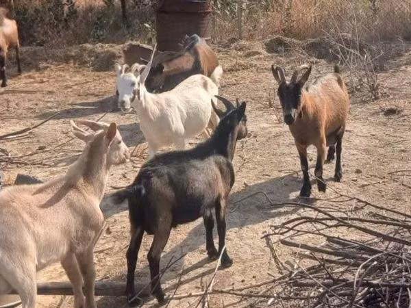 Koza, Saanen goat
