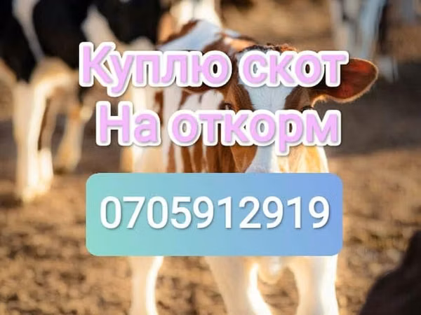 Bò đực, Gia súc — Kyrgyzstan