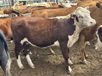 Vache, Bovins — photo 1