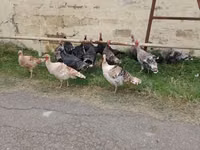 Turkeys — zdjęcie 2