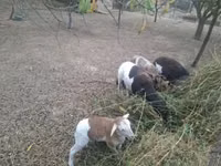 Ram, Cameroon sheep — photo 4