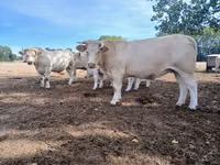 Гов, Charolais cattle — акс 6
