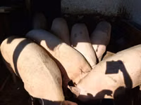 แม่สุกร, หมู — รูปภาพ 3