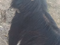 Billy Goat, Goats — photo 1