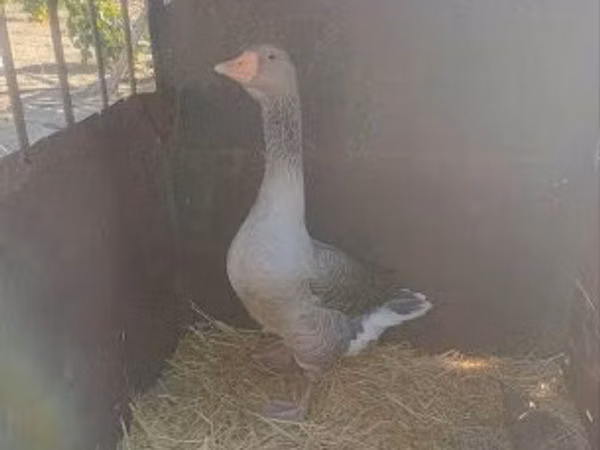 Geese — مجارستان