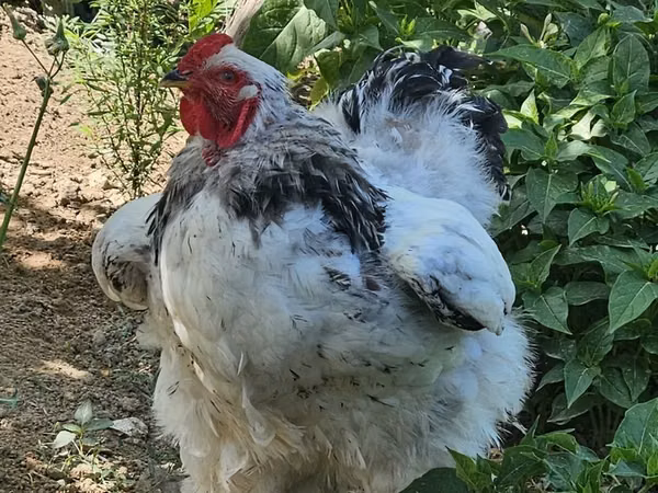 Brahma