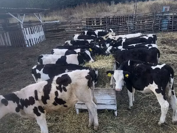 Cow, Cattle — Moldova