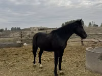 Hingst, Heste — foto 3