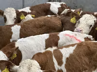 গবাদি পশু (দল, লিঙ্গ উল্লেখ নেই), Simmental cattle — ছবি 4