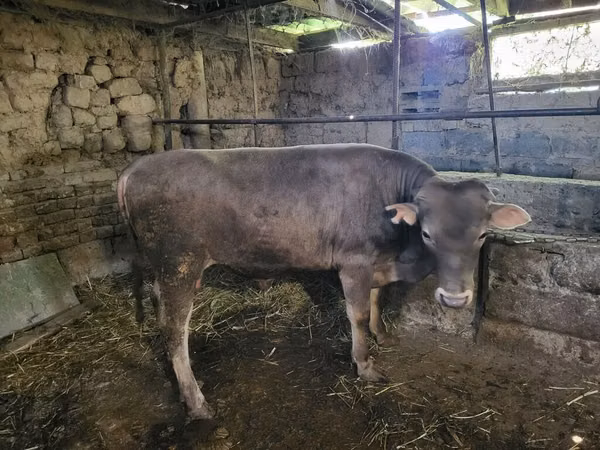 Bou, Swiss cattle — Kârgâzstan