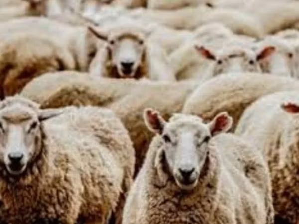 Ram, Sheep — Kazakhstan