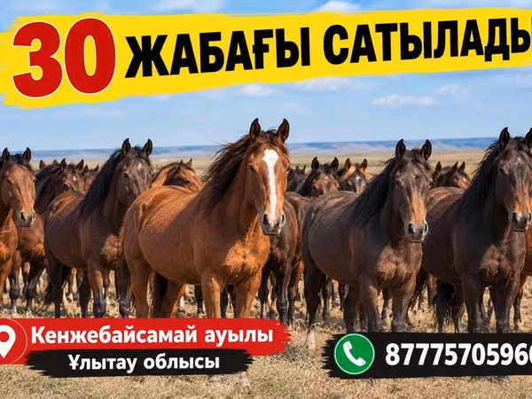 Horses (batch, sex not specified), Kazakh horse — Kazakhstan