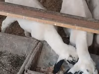 公羊, Sheep — 照片 7