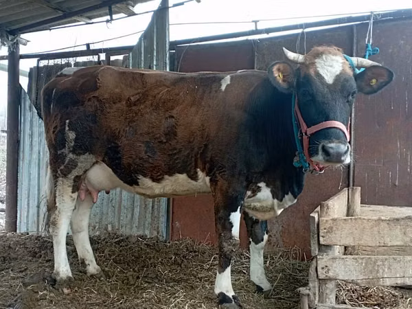 Ko, Simmental cattle