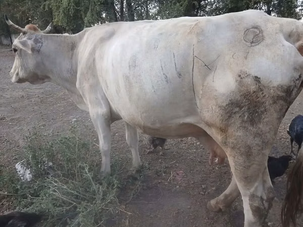 Cow, Swiss cattle — Kyrgyzstan