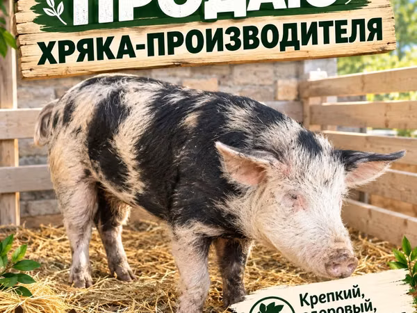 Boar, Pigs — Kazakhstan