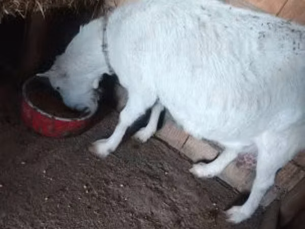 Goat, Saanen goat