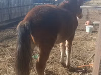 Horse (M), Kazakh horse — photo 1