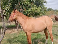 Էգ ձի, Ձիեր — լուսանկար 4
