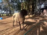 Ram, White Suffolk sheep — photo 4