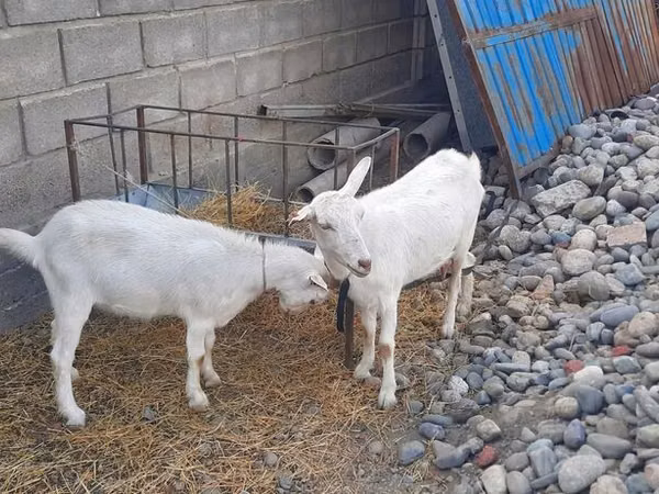 Capra, Alpine goat — Kirghizistan