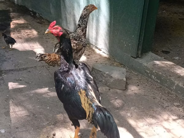 मलय गेम
