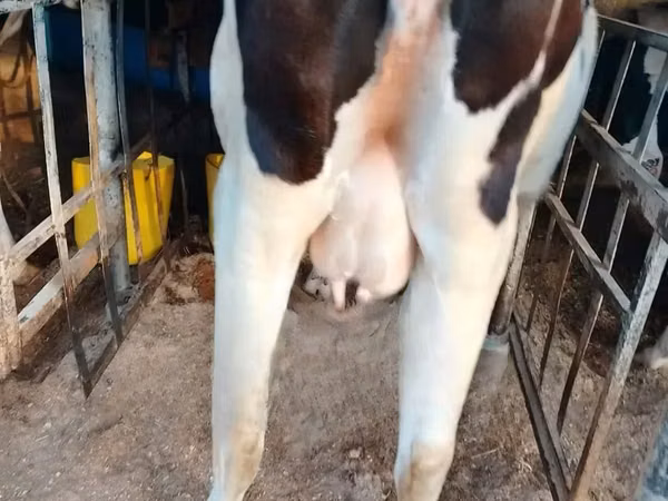 Mucca, Razza Holstein