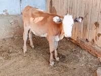گاو ماده, Simmental cattle — عکس 4