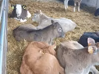 மாடுகள் (தொகுதி, பாலினம் குறிப்பிடப்படவில்லை), Simmental cattle — புகைப்படம் 5