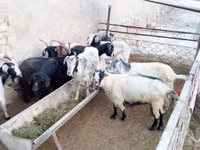 بز ماده, بز — عکس 1