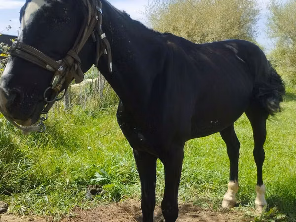 Horse (M), Horses — Kyrgyzstan
