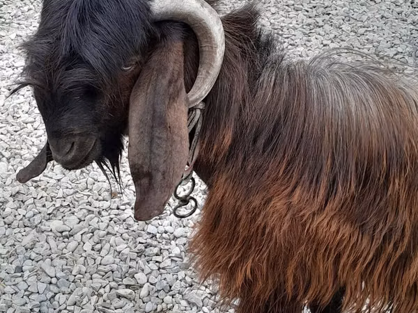 بز نر, بز — جمهوری آذربایجان