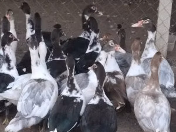 Ducks — Hungary