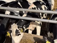 Cow, Russian Black pied cattle — photo 3