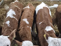 Tyre, Simmental cattle — foto 3