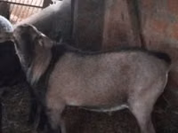 Kozel, Nubian Goat — foto 1