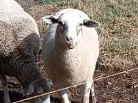 Sheep, Sheep — photo 2
