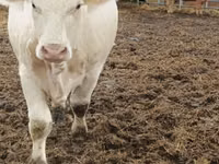 گاو ماده, Charolais cattle — عکس 2