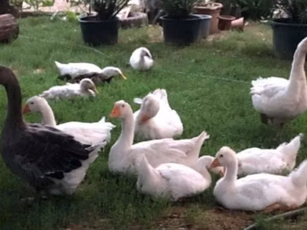 Geese — 匈牙利