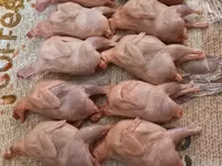 Լոր, lor, լորի միս լոր — புகைப்படம் 1